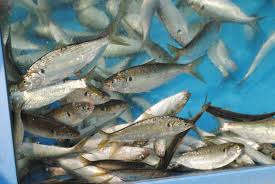 봄 전어 시즌 시작… “올해는 씨알도 크고 맛도 좋아”